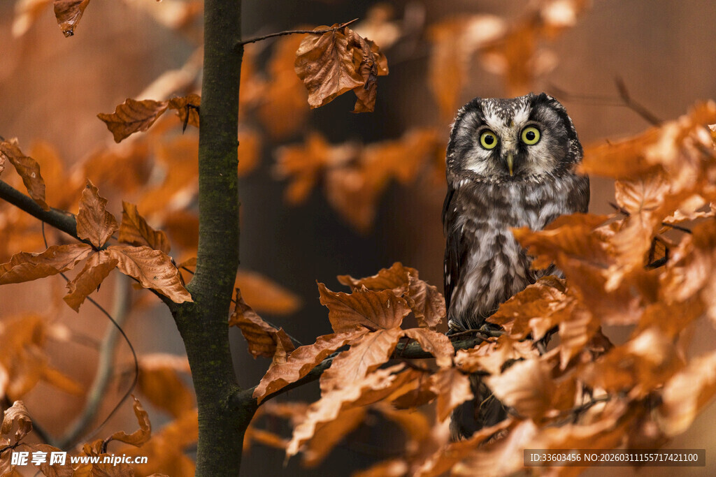 栖息于秋叶间的猫头鹰