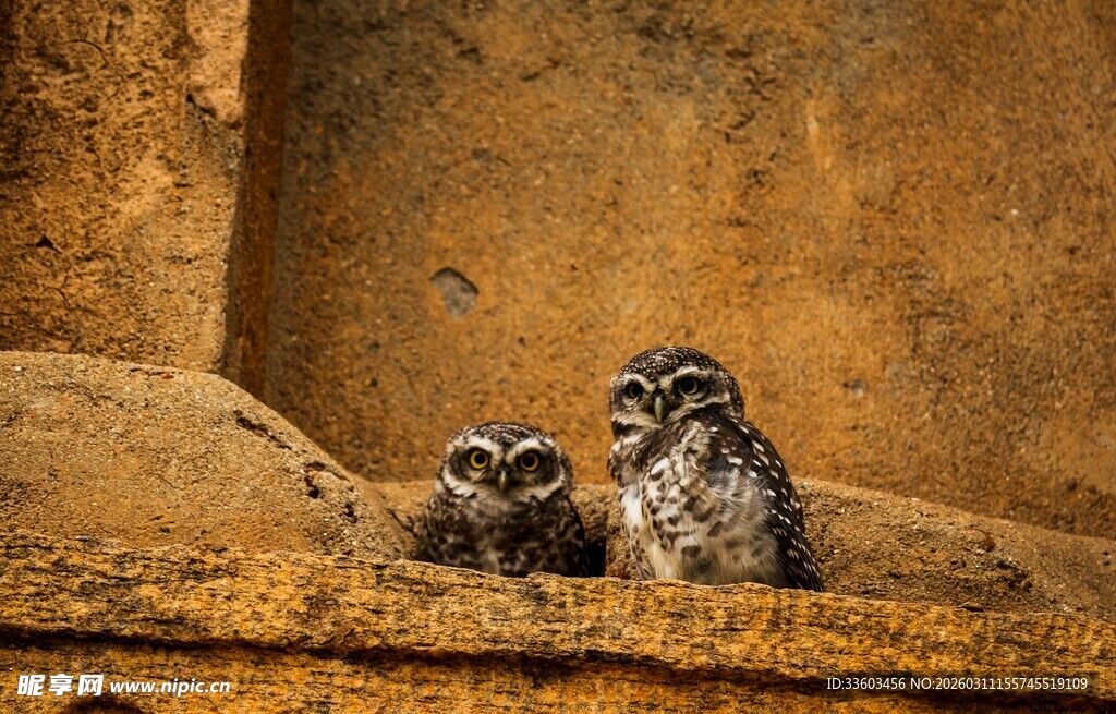 石上双猫头鹰静谧相依