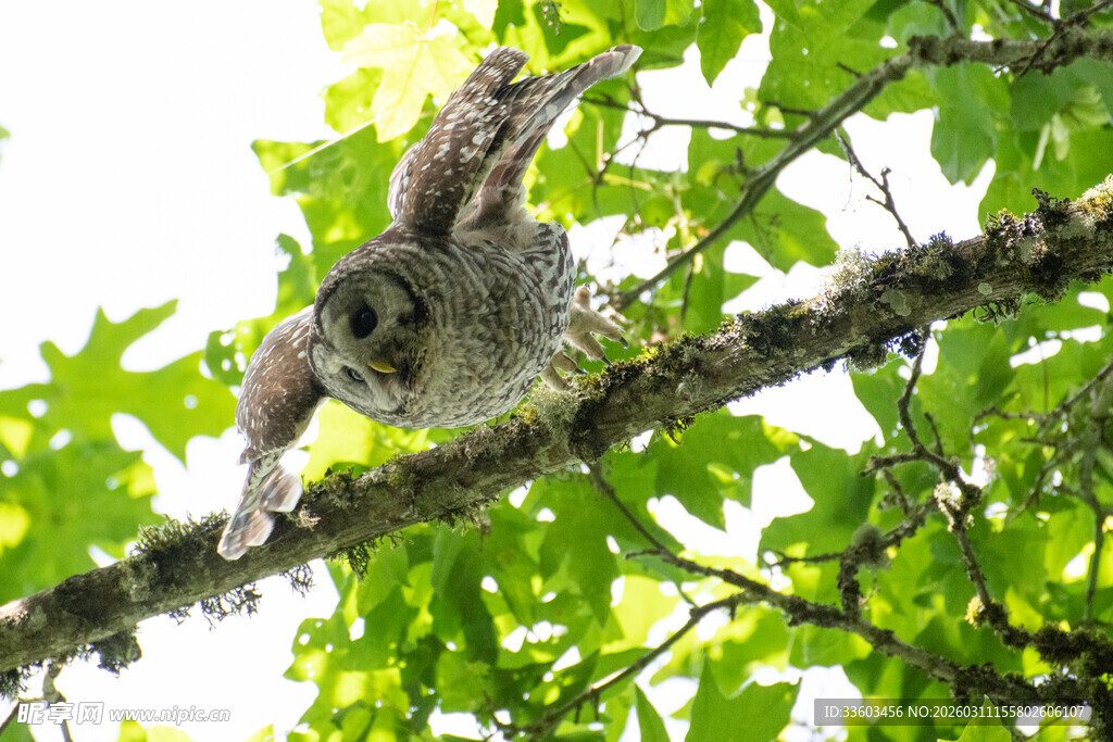 树枝上的猫头鹰幼崽