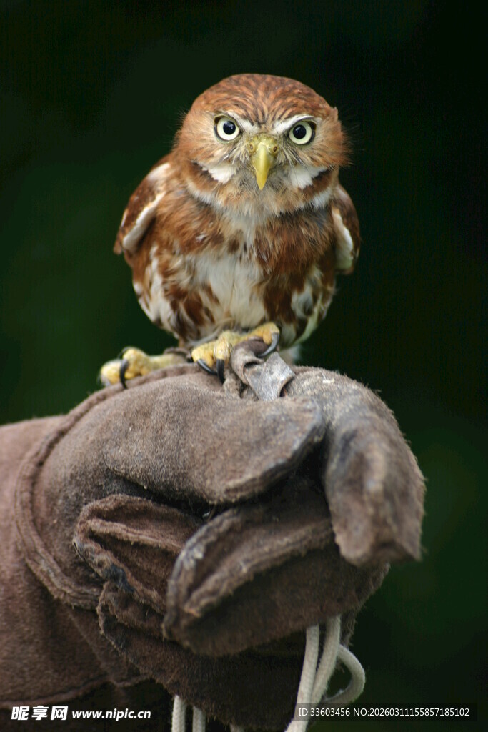 手套上的可爱猫头鹰
