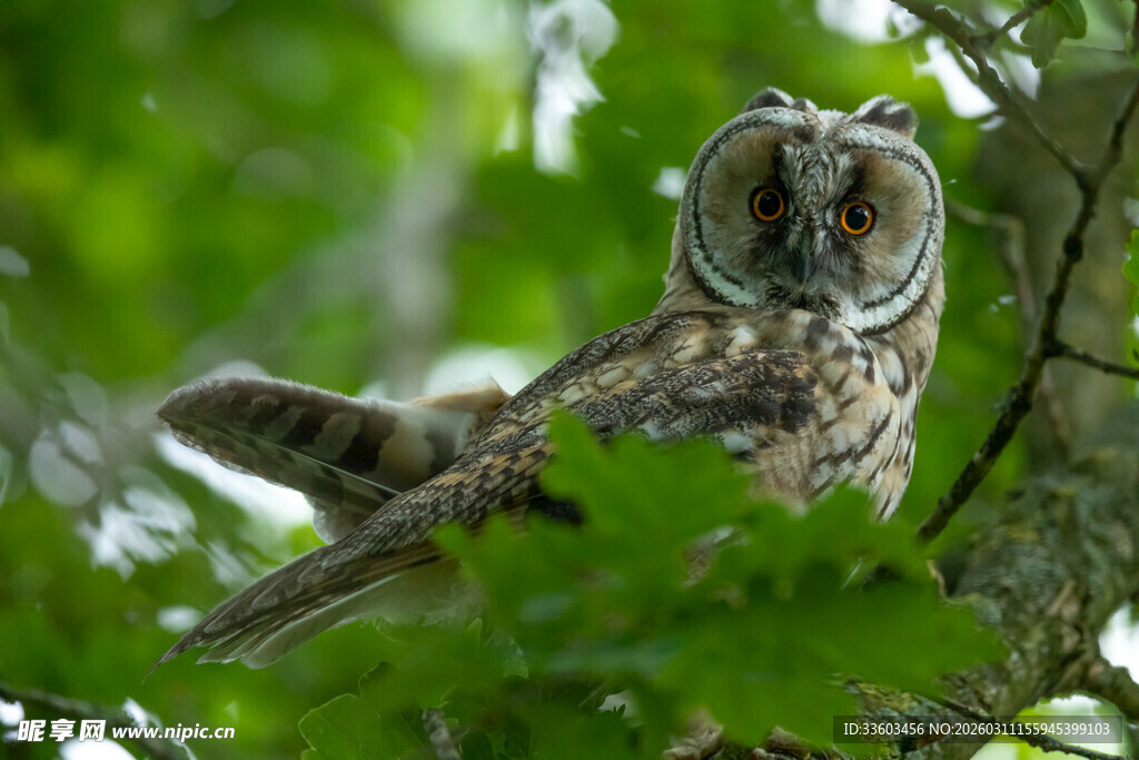 树枝上的猫头鹰