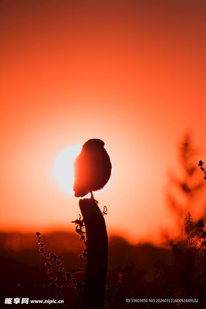 夕阳下的飞鸟剪影