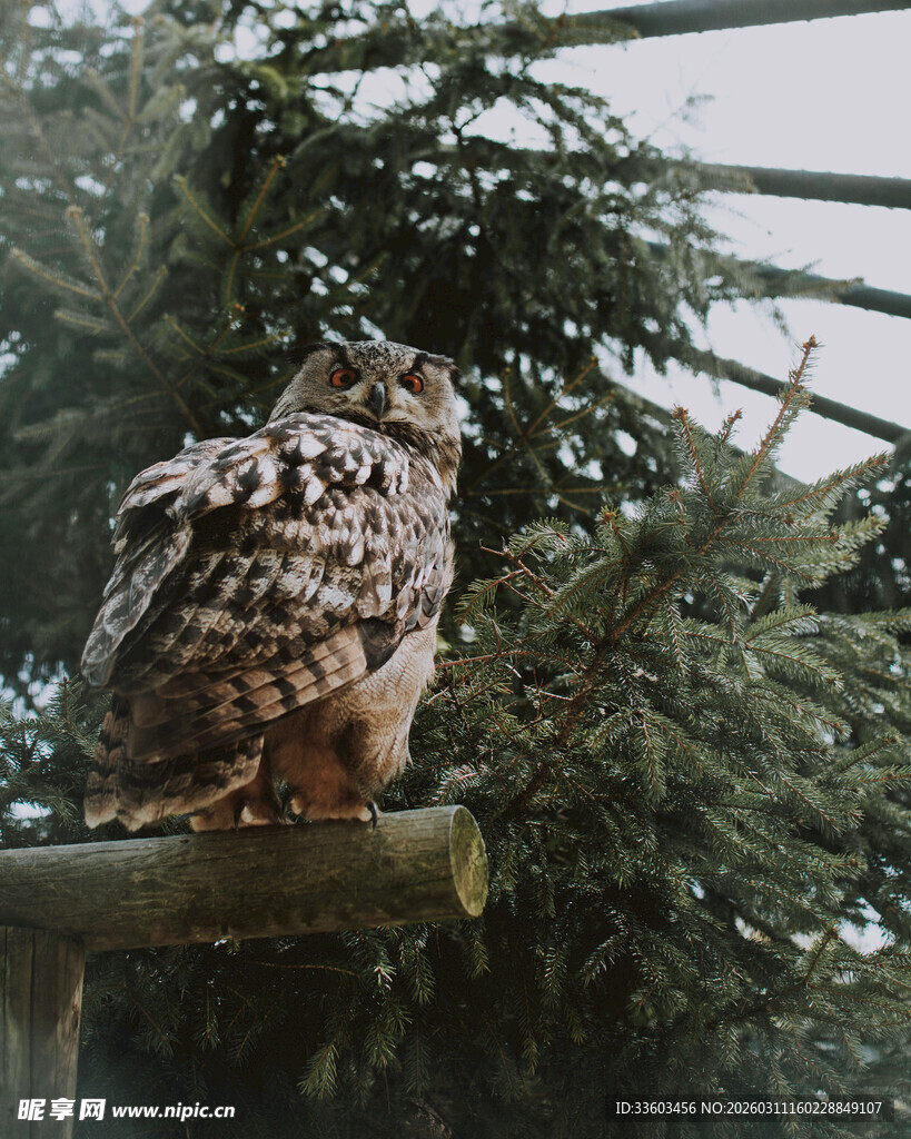 栖息枝头的猫头鹰