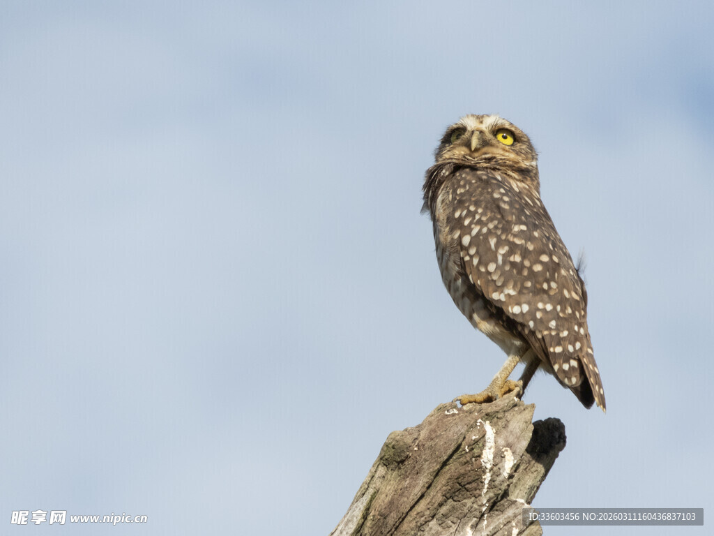 站在树桩上的猫头鹰