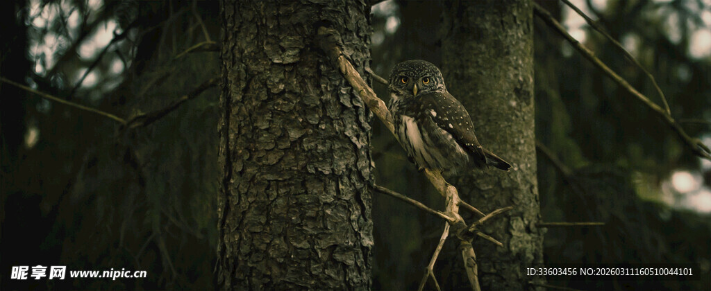 树干上的藤蔓植物