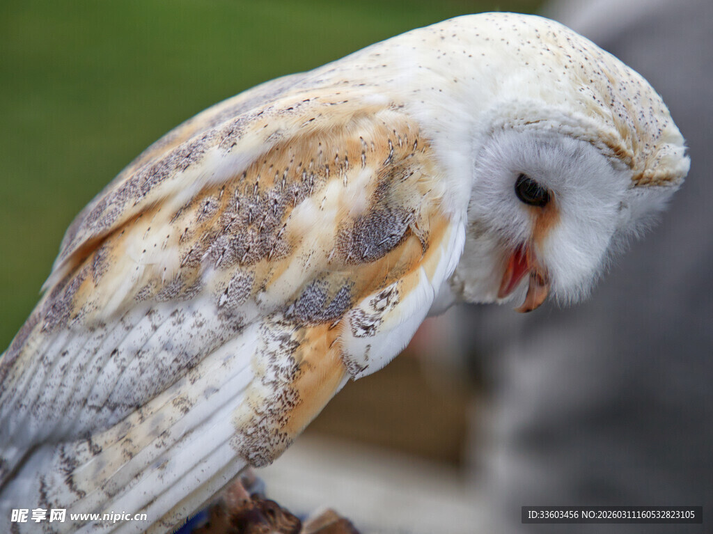 谷仓猫头鹰特写