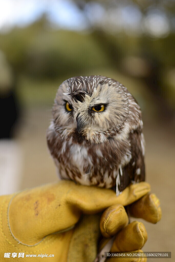 手套上的小型猫头鹰