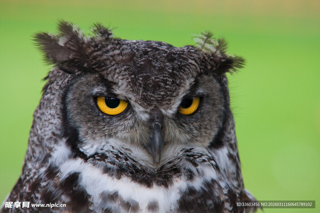 威严猫头鹰特写