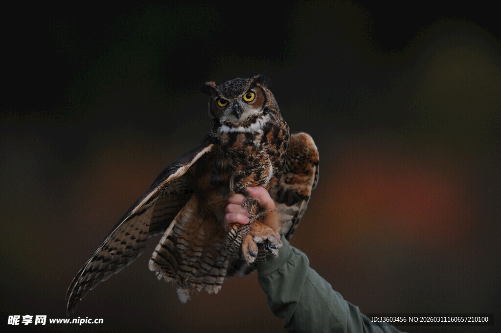 手托猫头鹰展示其威武身姿