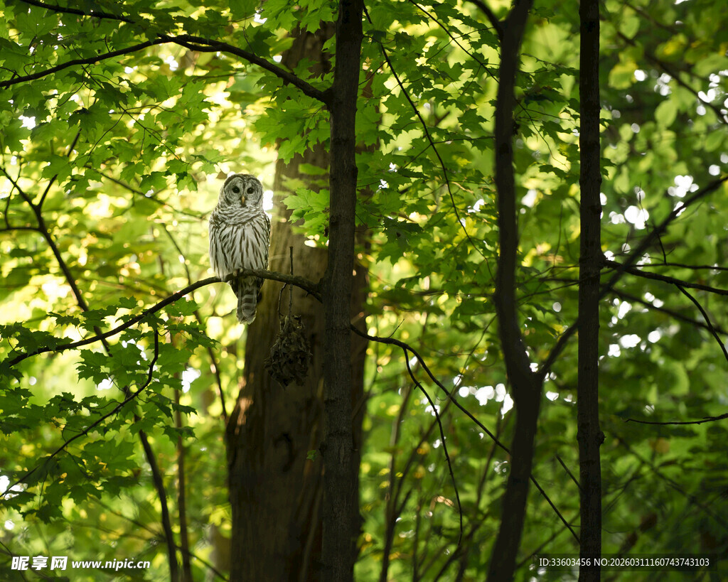 树桩上的猫头鹰