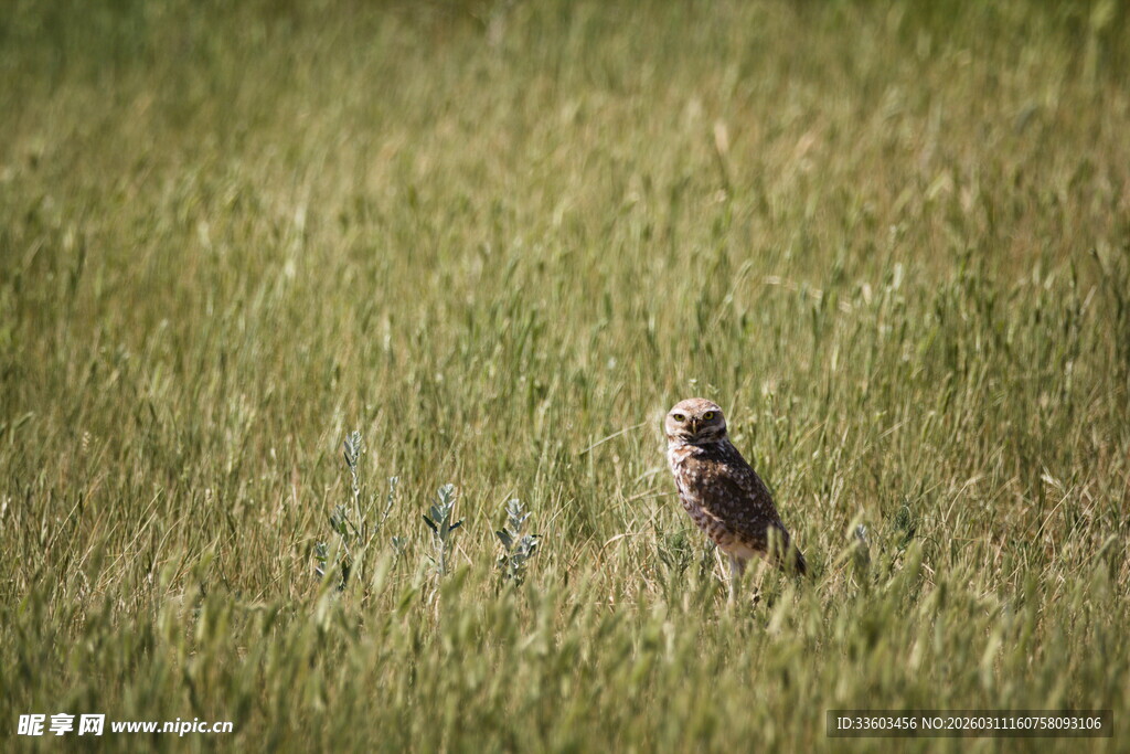 草地上的孤单小鸟