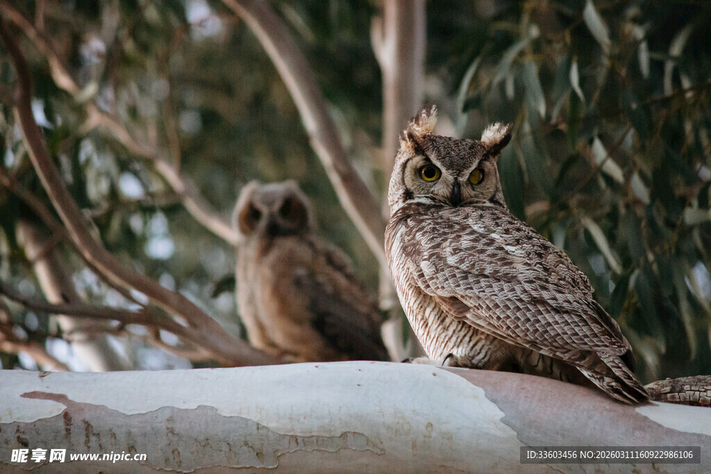 两只猫头鹰栖息于枝头