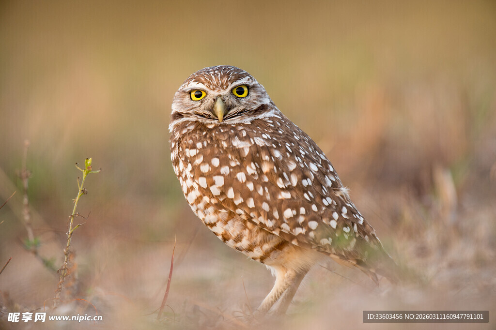 站立在草地的穴居猫头鹰