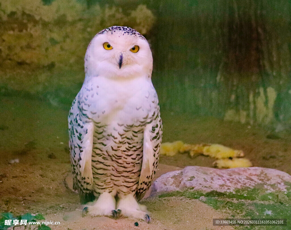 雪地中的猫头鹰