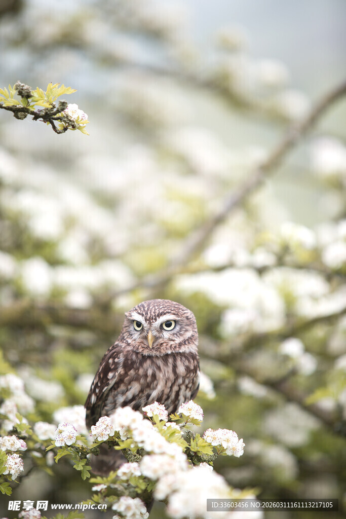 枝头休憩的灰褐小鸟