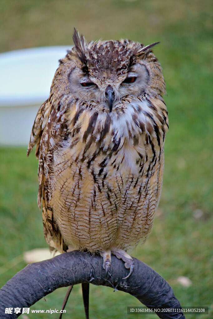 栖息于车把上的可爱猫头鹰