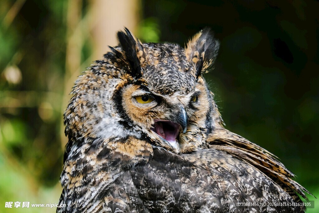 怒目圆睁的猫头鹰