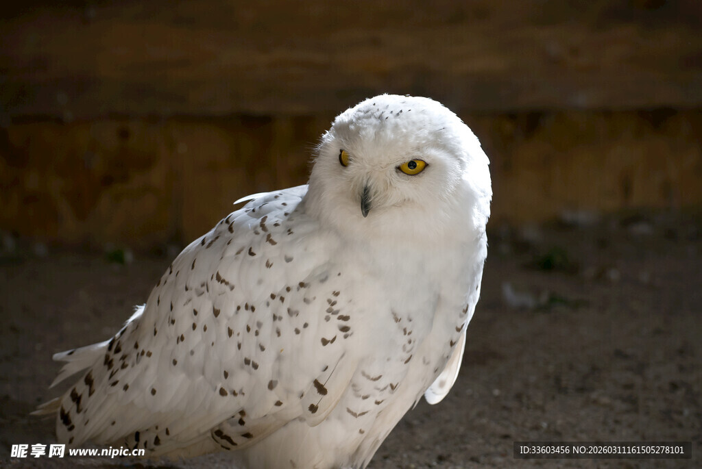 雪白猫头鹰特写