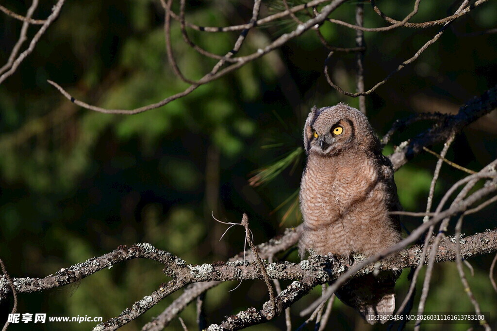 树枝上的猫头鹰