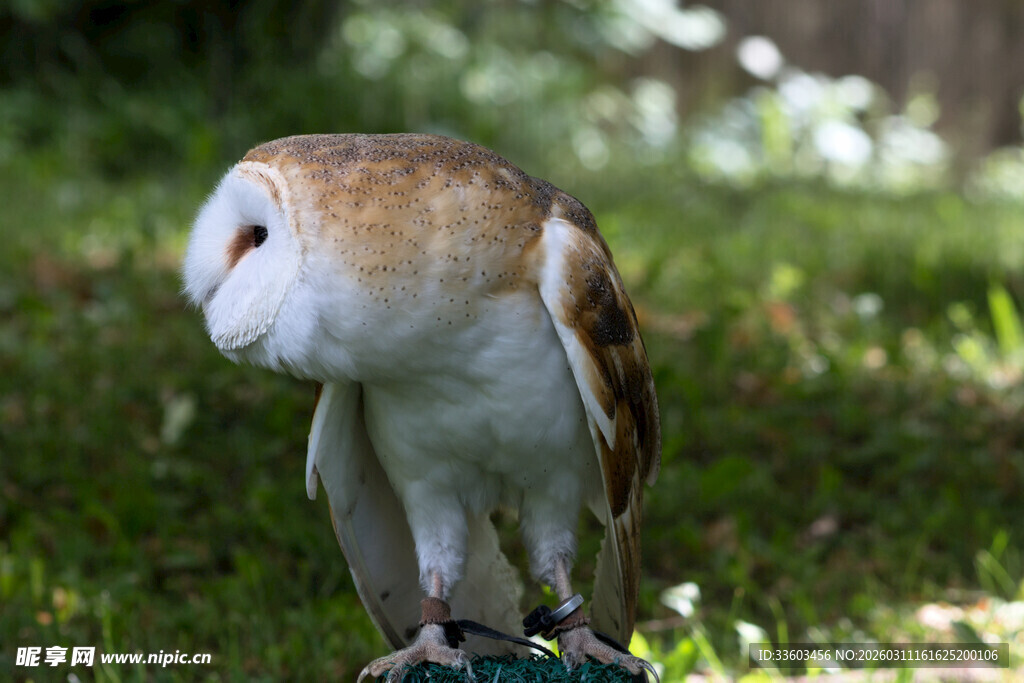 站在草地的仓鸮