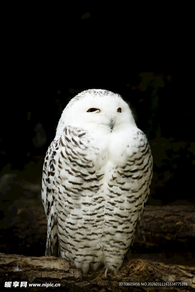 栖息枝头的雪白猫头鹰