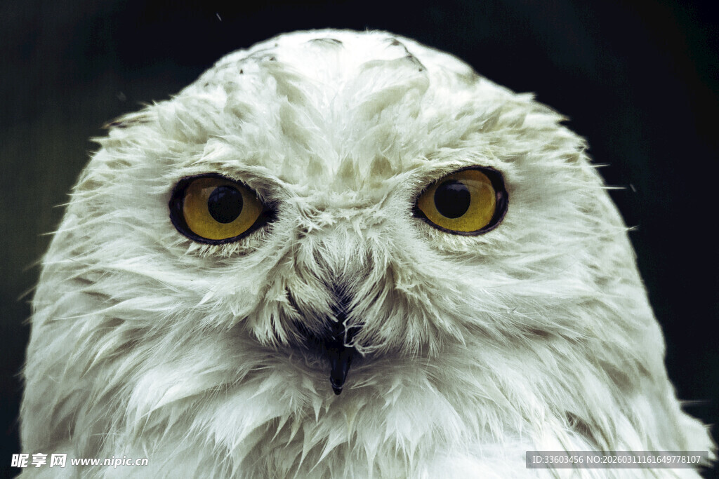 雪白猫头鹰的凝视