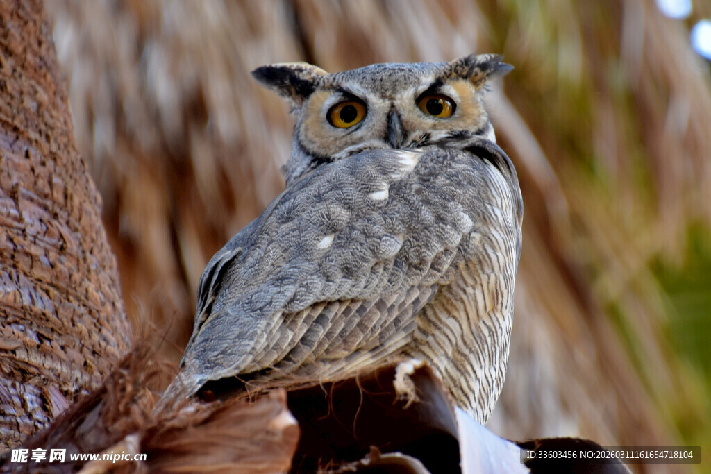 栖息于树旁的猫头鹰