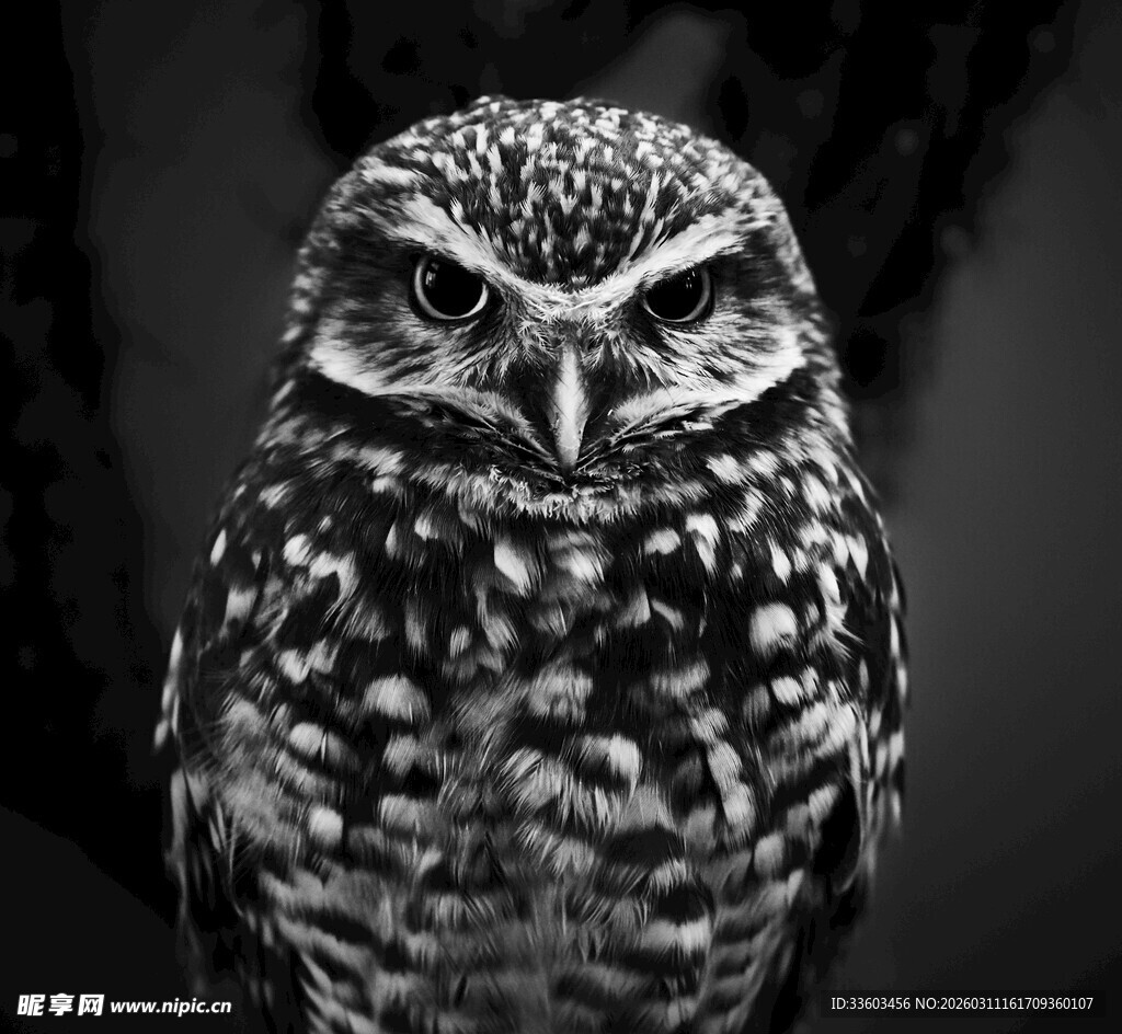 黑白猫头鹰特写
