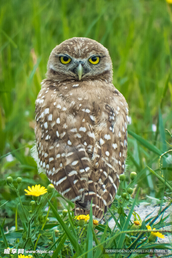 草地上的猫头鹰
