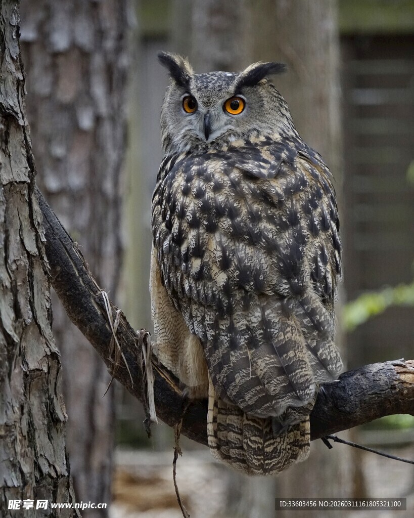 树枝上的猫头鹰