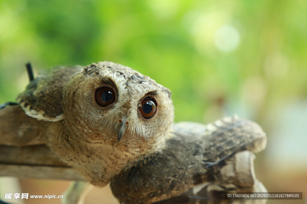 呆萌猫头鹰栖息在枝头