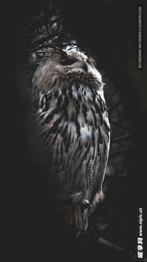 黑夜中的神秘猫头鹰