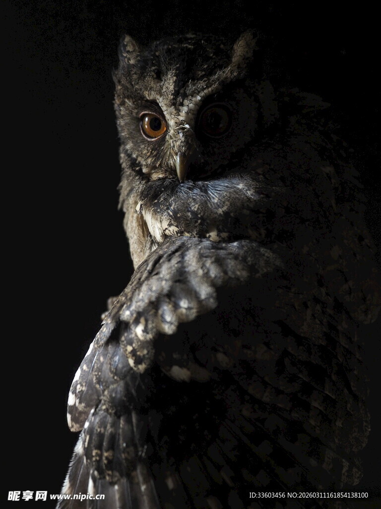 黑夜中的猫头鹰