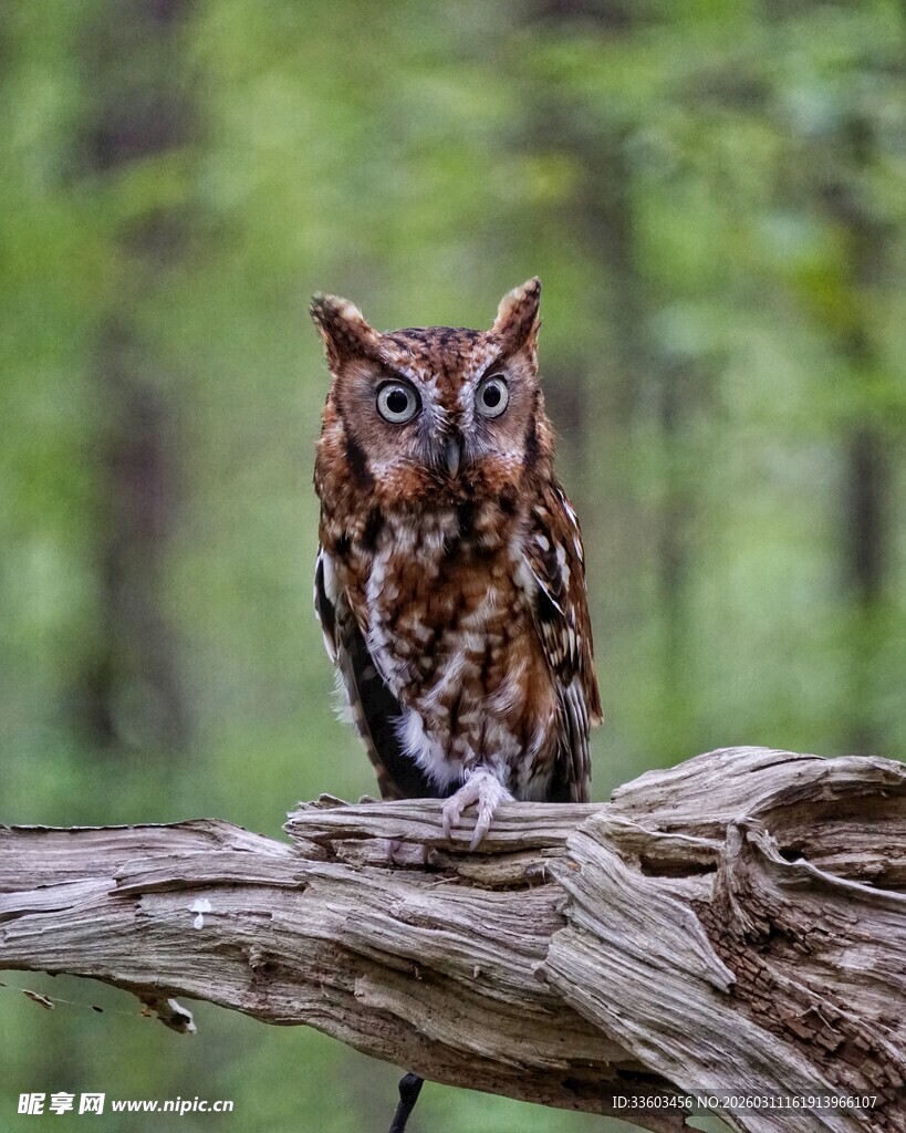 树枝上的猫头鹰