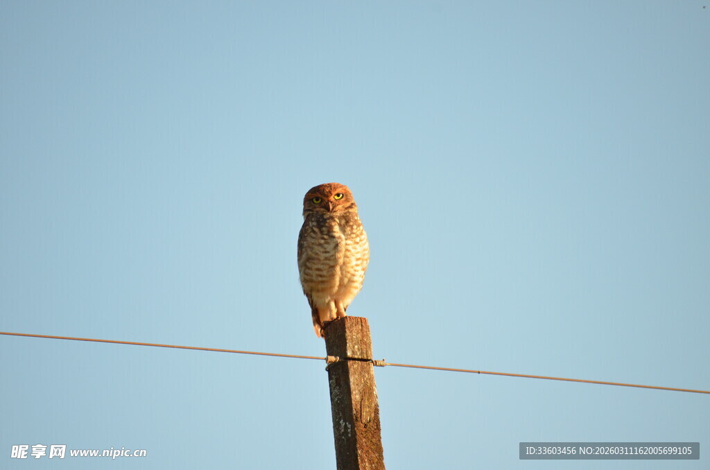 电线上的橘色小鸟