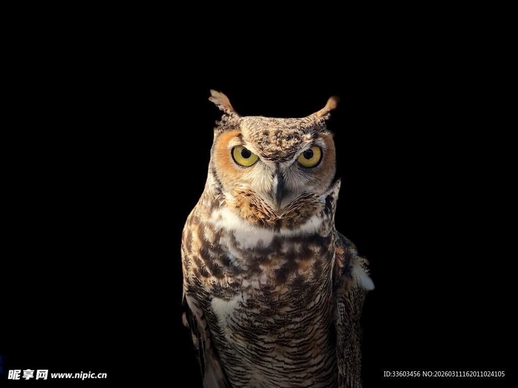 凝视的猫头鹰