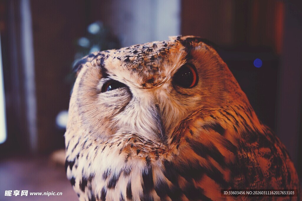 凝视中的猫头鹰