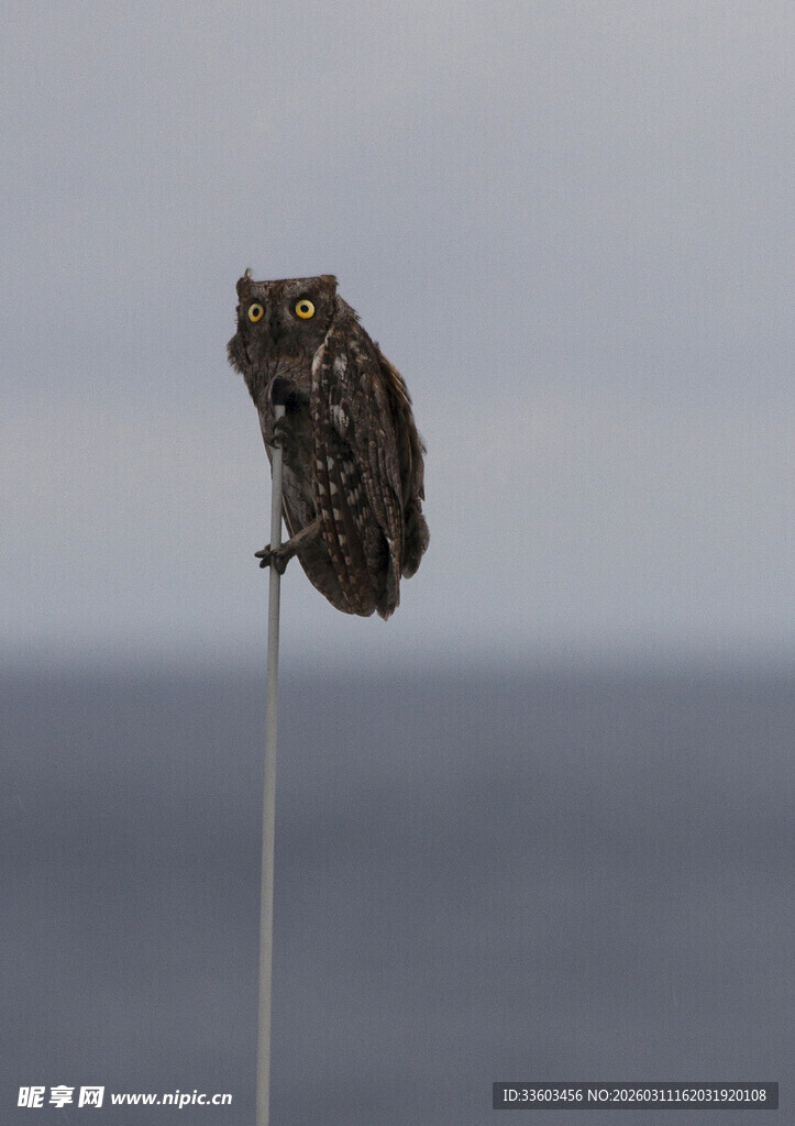 栖息于杆的斑斓蝴蝶