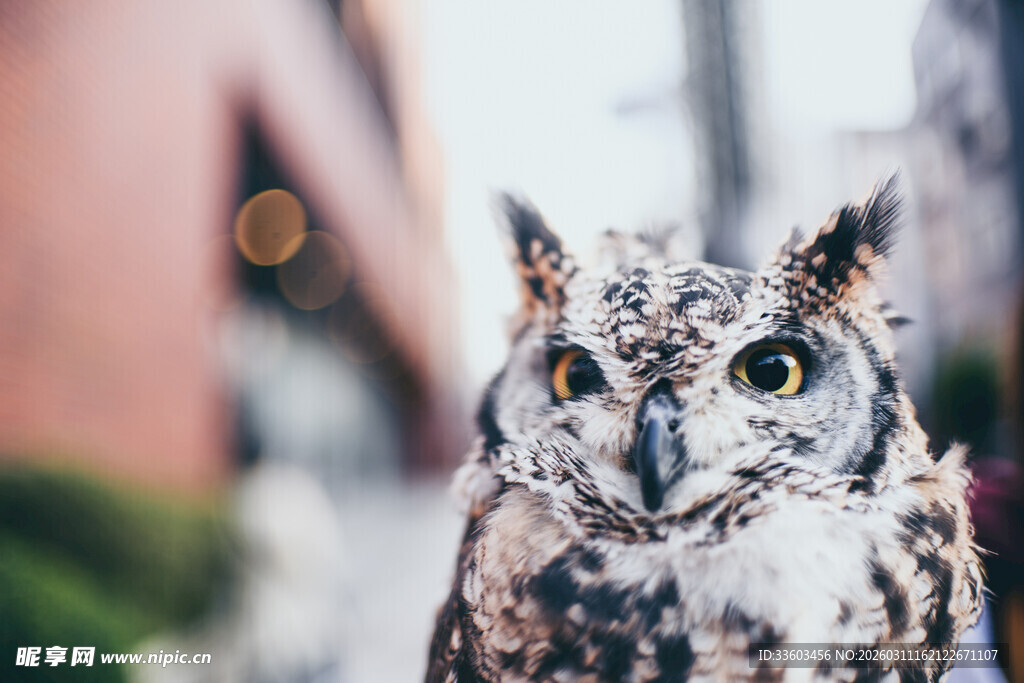 街头猫头鹰特写