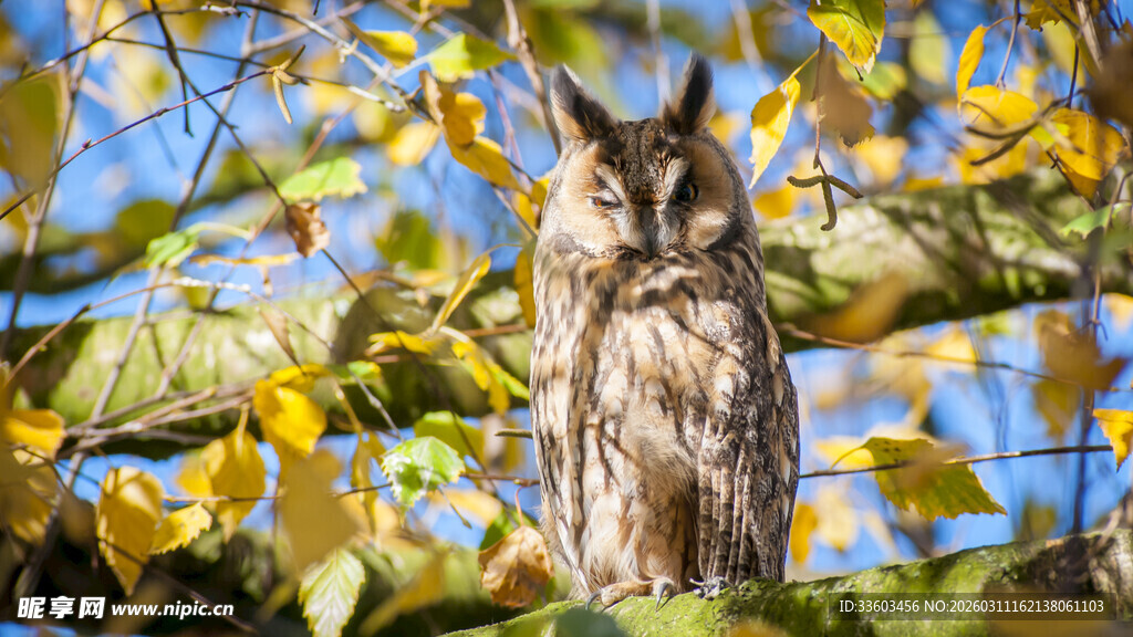枝头猫头鹰