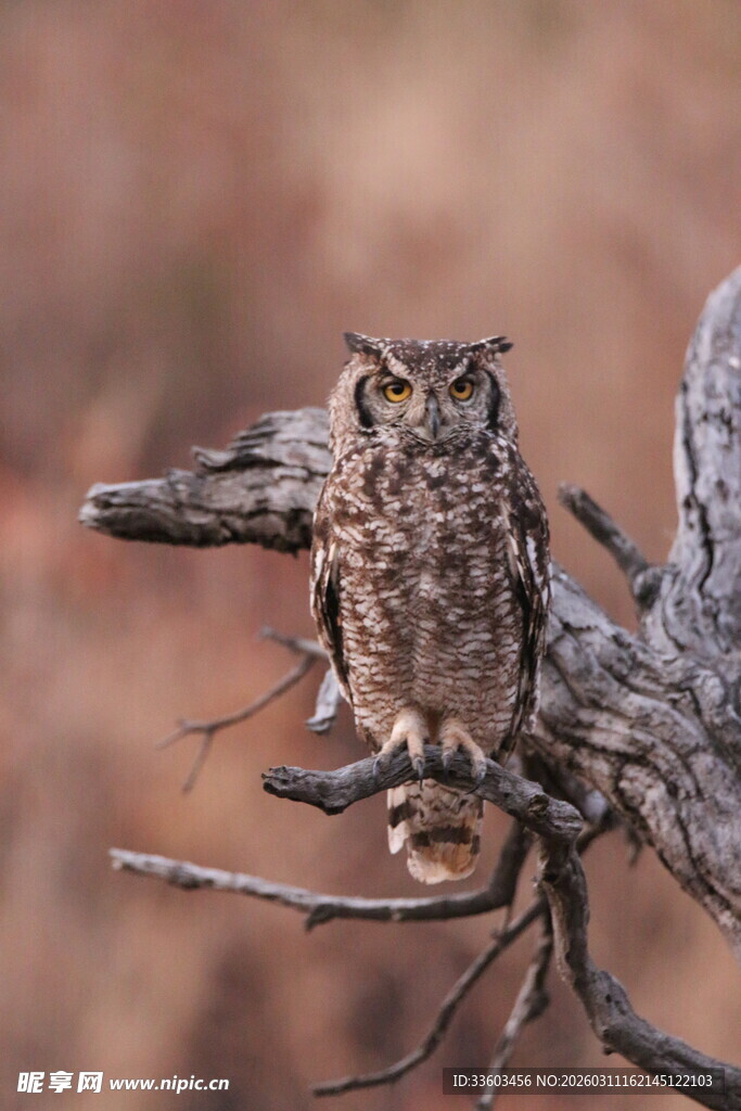 树枝上的猫头鹰