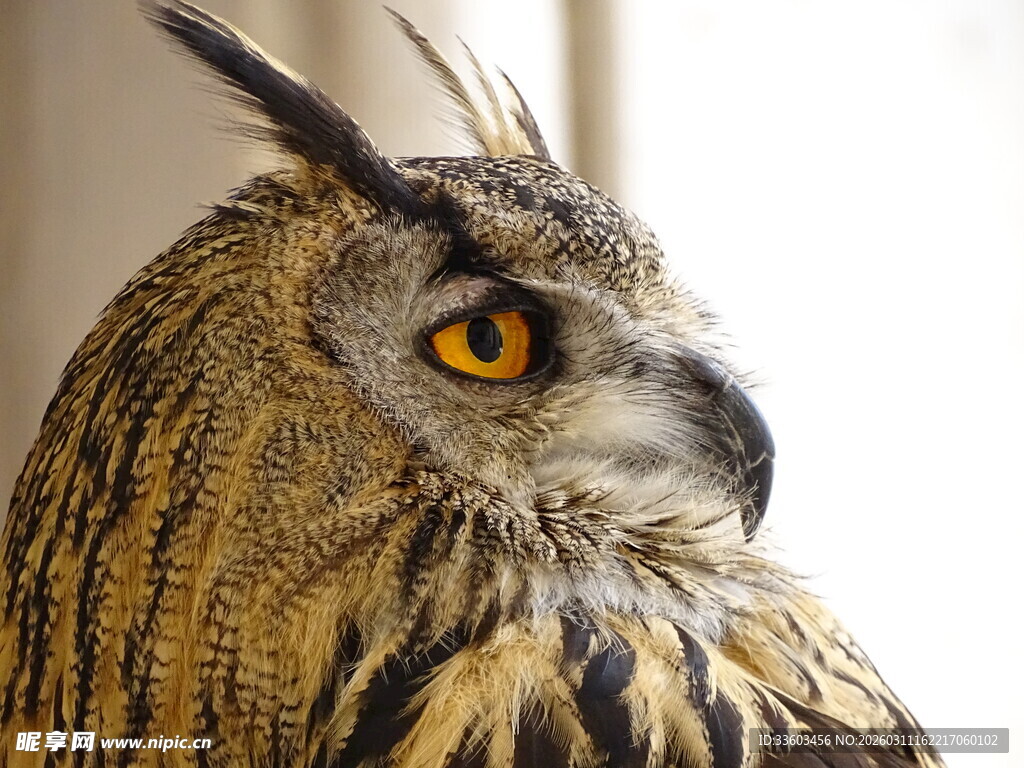 威严猫头鹰特写