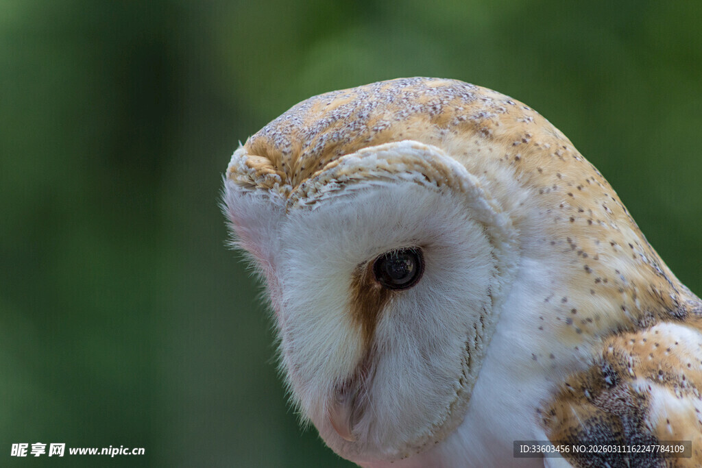 谷仓猫头鹰特写