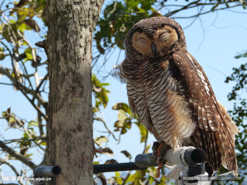 栖息于枝头的猫头鹰