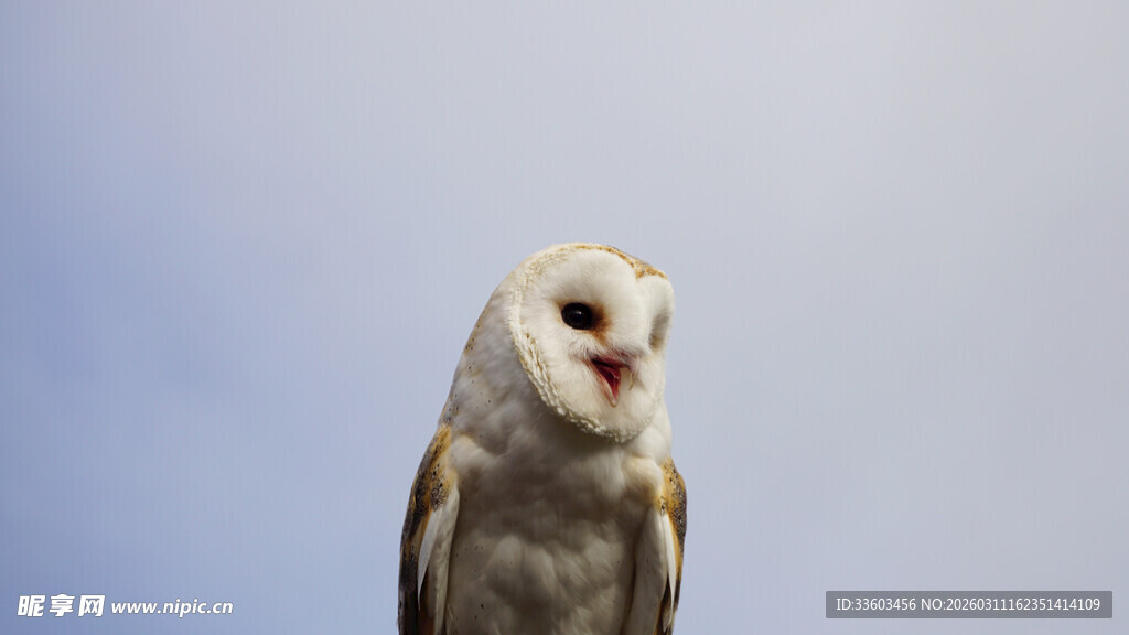 张嘴的猫头鹰