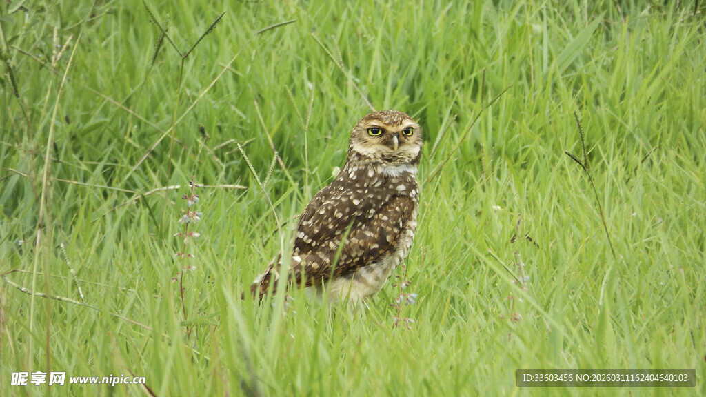 草丛中的猫头鹰