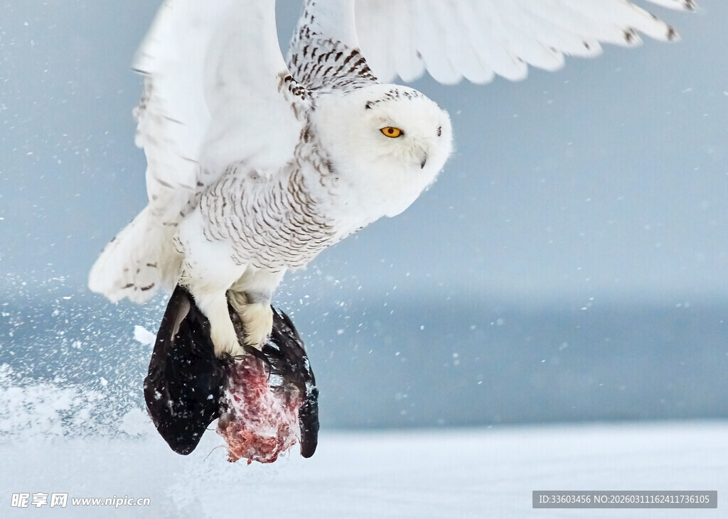雪鸮捕猎瞬间