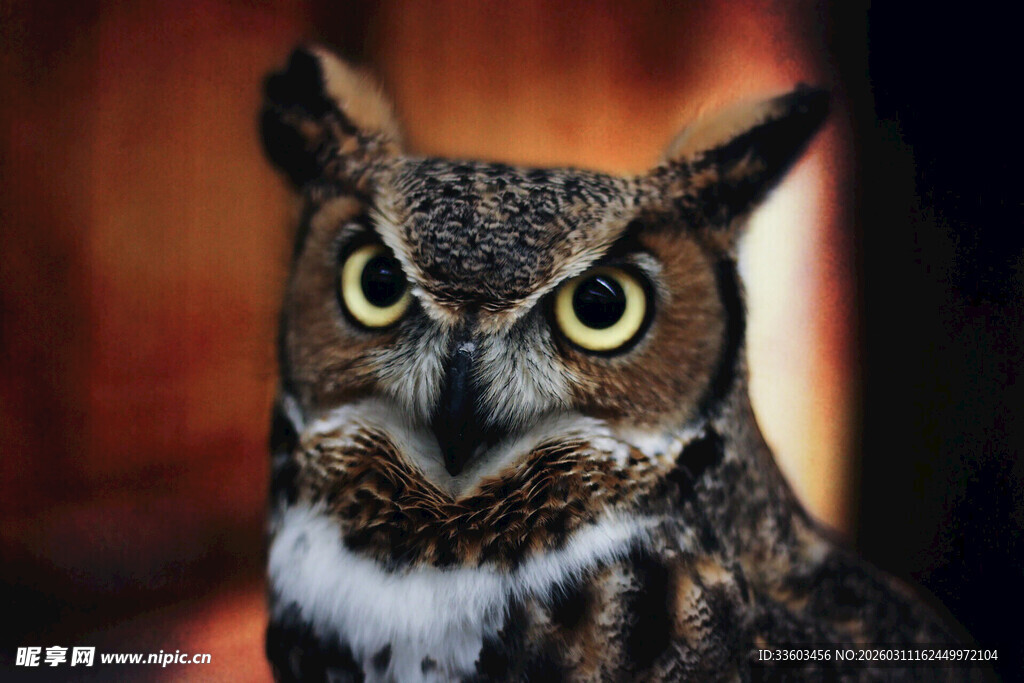 凝视的猫头鹰