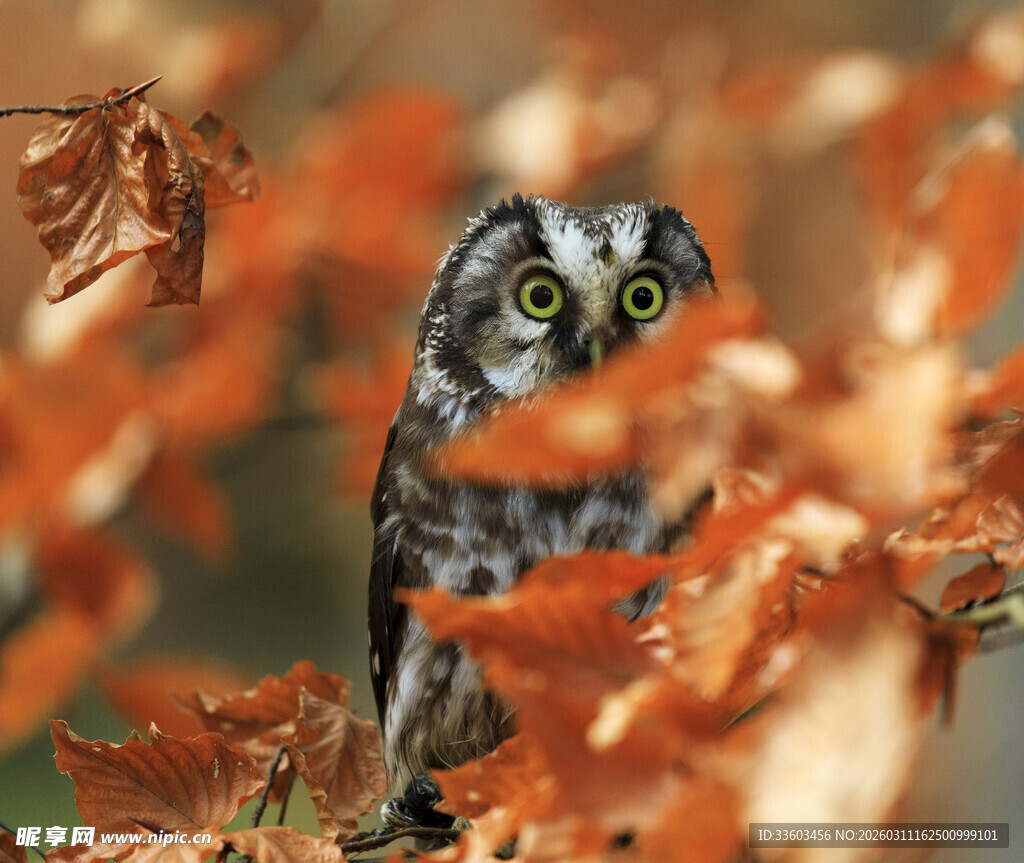藏于秋叶中的猫头鹰