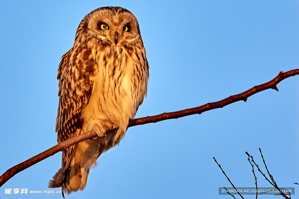 枝头栖息的猫头鹰